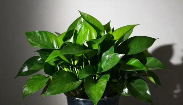 绿萝盆栽：如何注重植物品质的使用与维护