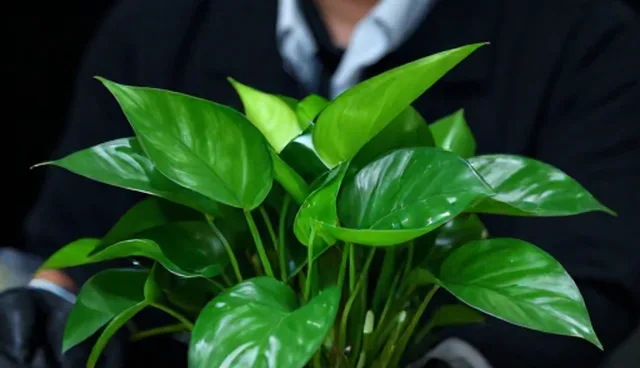 花卉绿植空间布局选型中的条件分析
